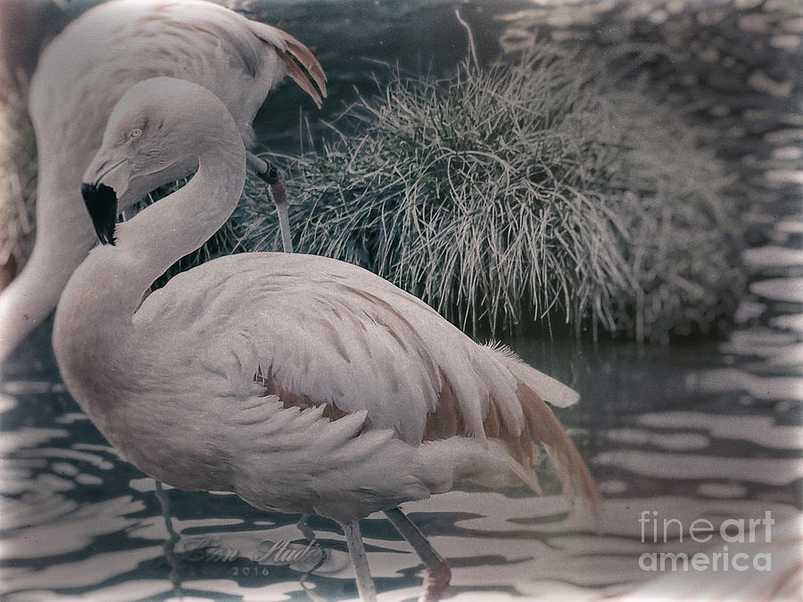Vintage Flamingos Photograph by Melissa Messick