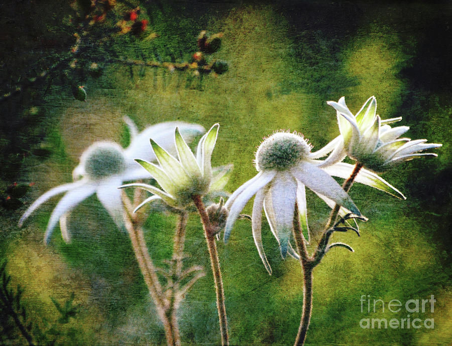 Flower Photograph - Vintage Flannel Flowers by Karen Black