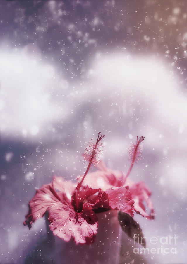 Vintage flower in the summer rain Photograph by Jorgo Photography