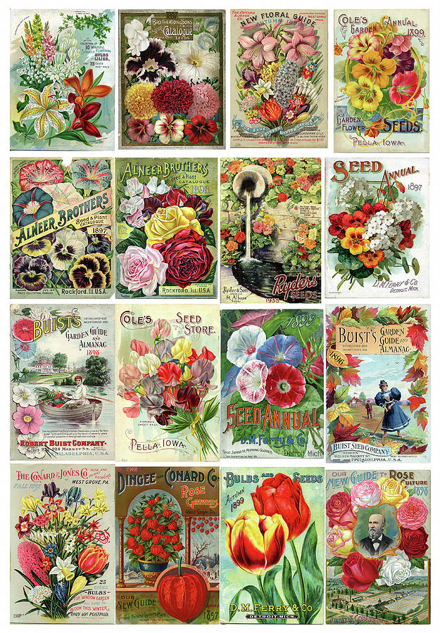 Tulip Painting - Vintage Flower Seed Packets 1 by Peggy Collins