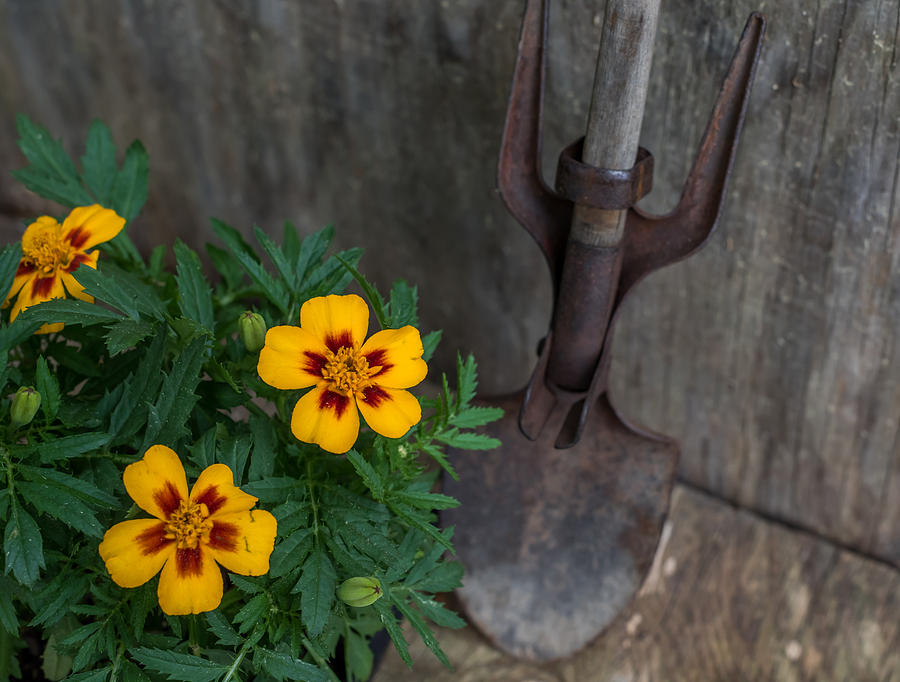 Vintage Garden Tool and Marigolds Photograph by Terry DeLuco