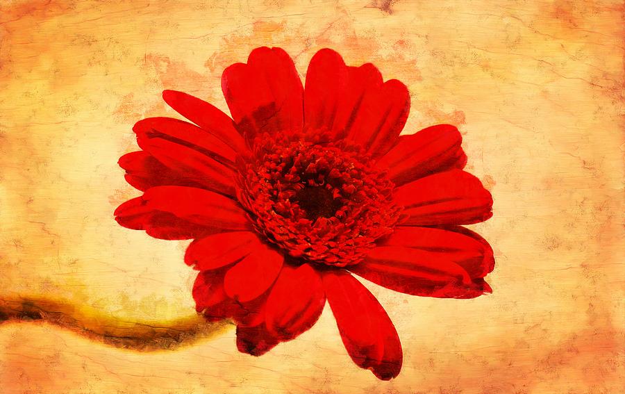 Vintage Gerbera Daisy Photograph by Scott Carruthers