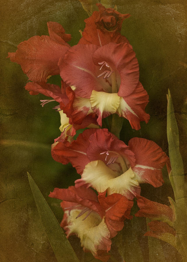 Vintage Gladiolus  Photograph by Richard Cummings