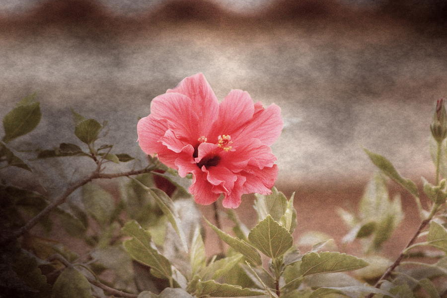 Vintage Hibiscus in Sunrise Photograph Photograph by Colleen Cornelius