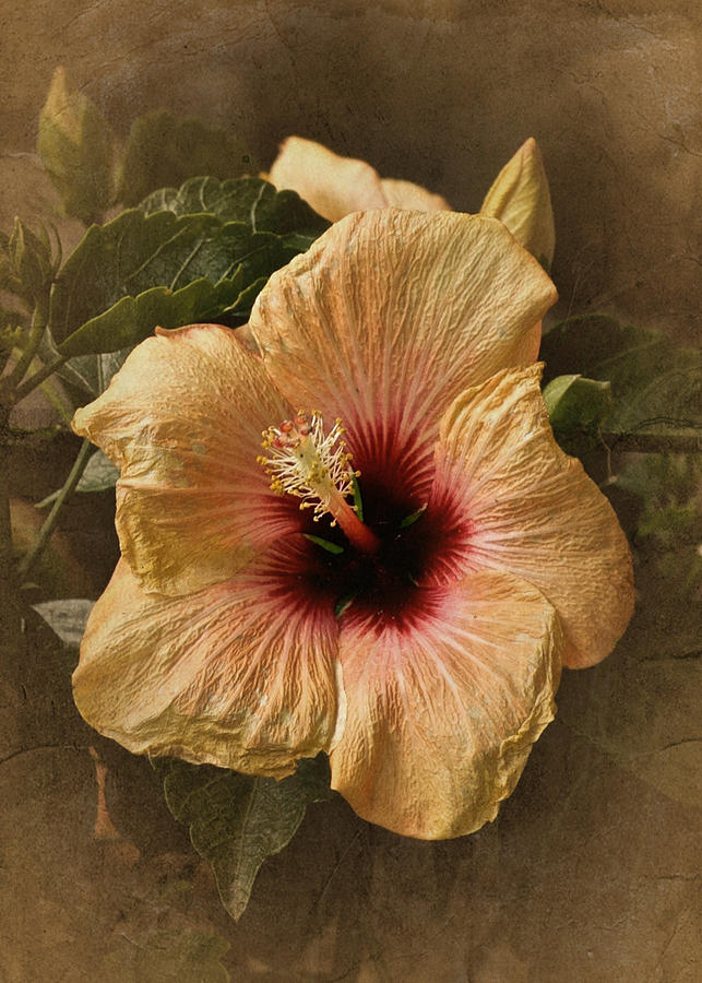 Vintage Hibiscus No. 2 Photograph by Richard Cummings