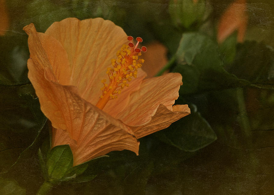 Vintage Hibiscus No. 3 Photograph by Richard Cummings