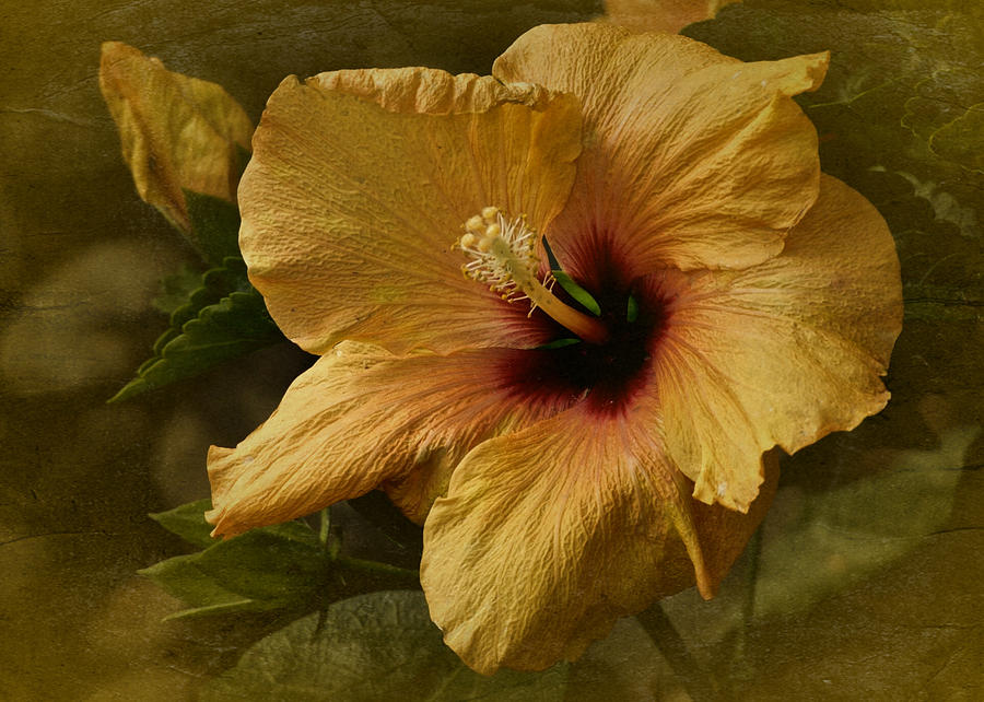 Vintage Hibiscus Photograph by Richard Cummings