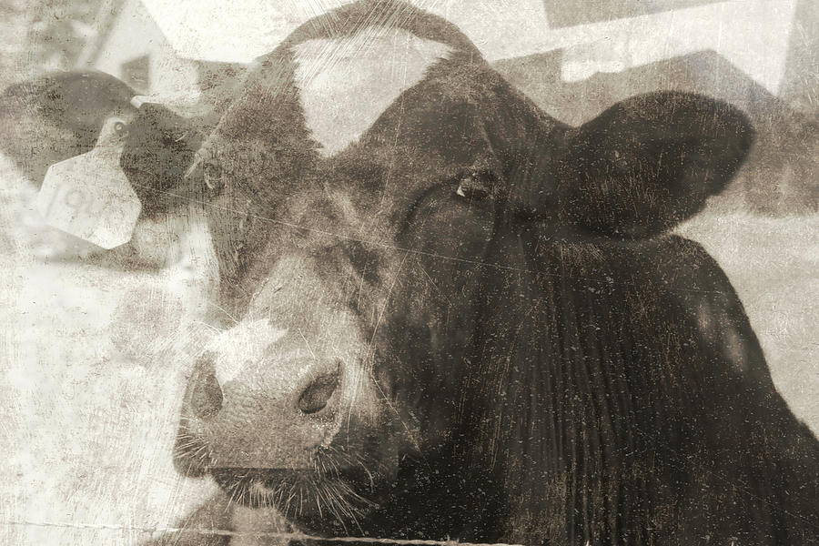 Vintage Holstein Cow Photograph by Cathy Anderson