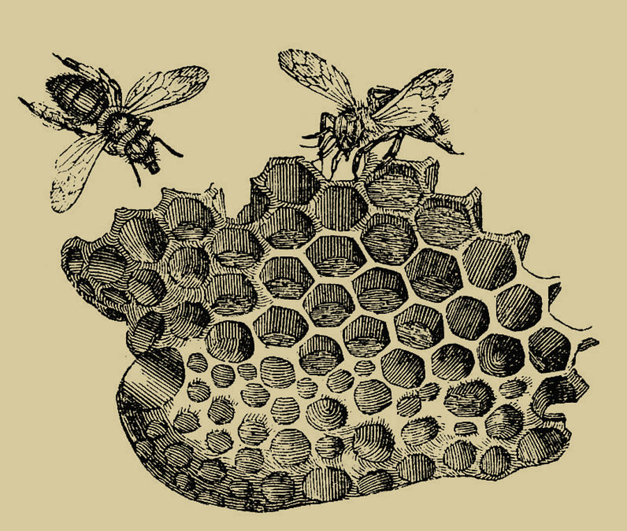 Download Vintage Honeycomb And Bees Digital Art By Carrie Martin