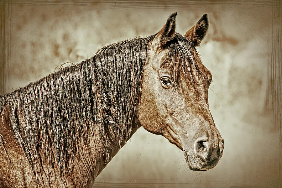 Vintage Horse Portrait Photograph by Jennie Marie Schell