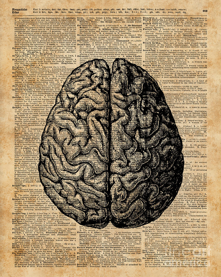 Vintage Human Anatomy Brain Illustration Dictionary Book Page Art