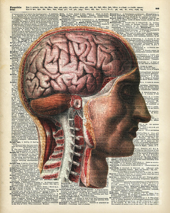 Vintage Human Brain Anatomy Drawing by Anna W Pixels