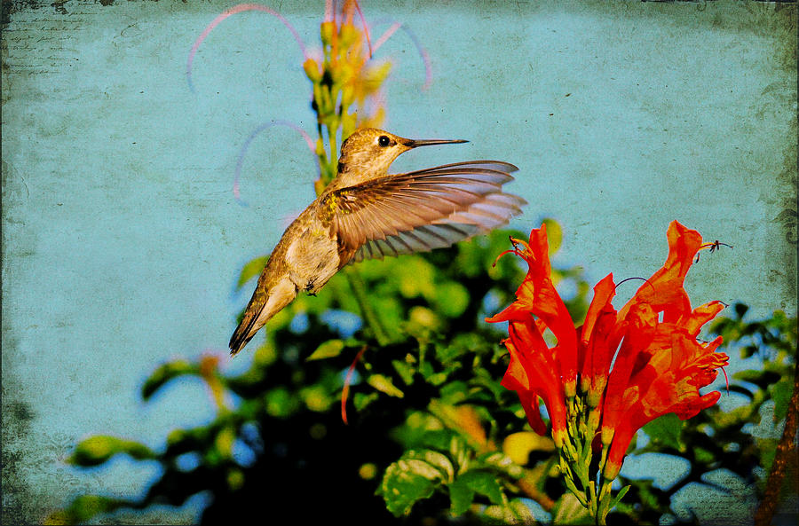 Vintage Hummingbird Photograph by Lynn Bauer