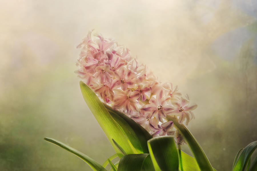 Vintage Hyacinth Photograph by Sue Capuano