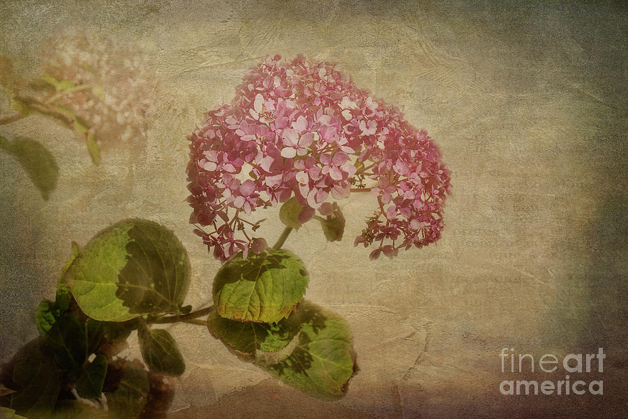 Vintage Hydrangea by Elaine Teague Vintage Hydrangea by Elaine Teague