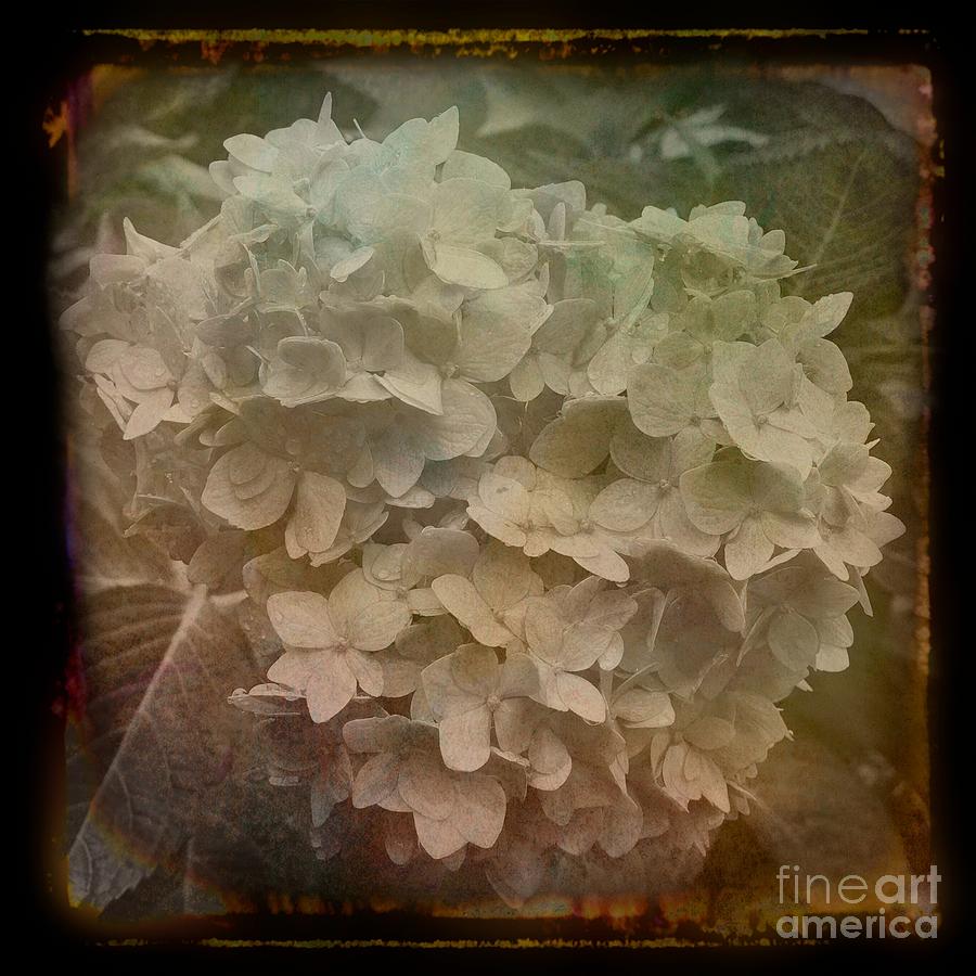 Flower Photograph - Vintage Hydrangea  by Luther Fine Art