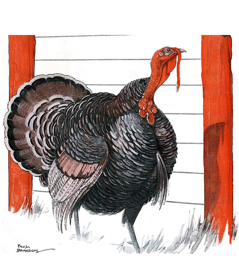 Vintage illustration of a Thanksgiving Turkey Drawing by