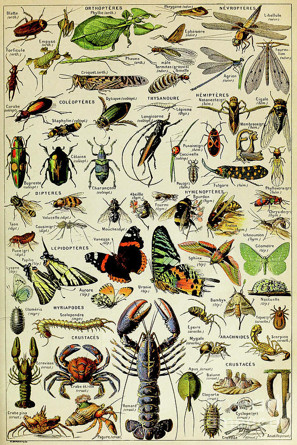 Vintage Illustration of various Invertebrates Painting by Adolphe Philippe Millot