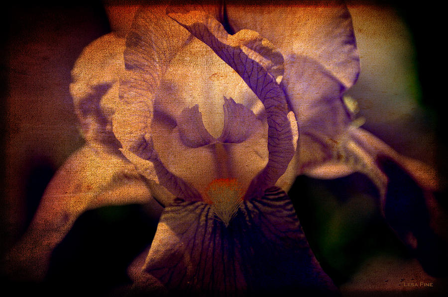 Vintage Iris Bloom Photograph by Lesa Fine