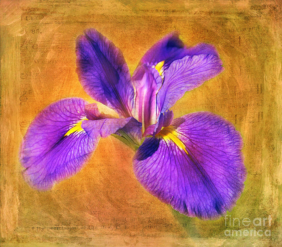 Iris Photograph - Vintage Iris by Judi Bagwell