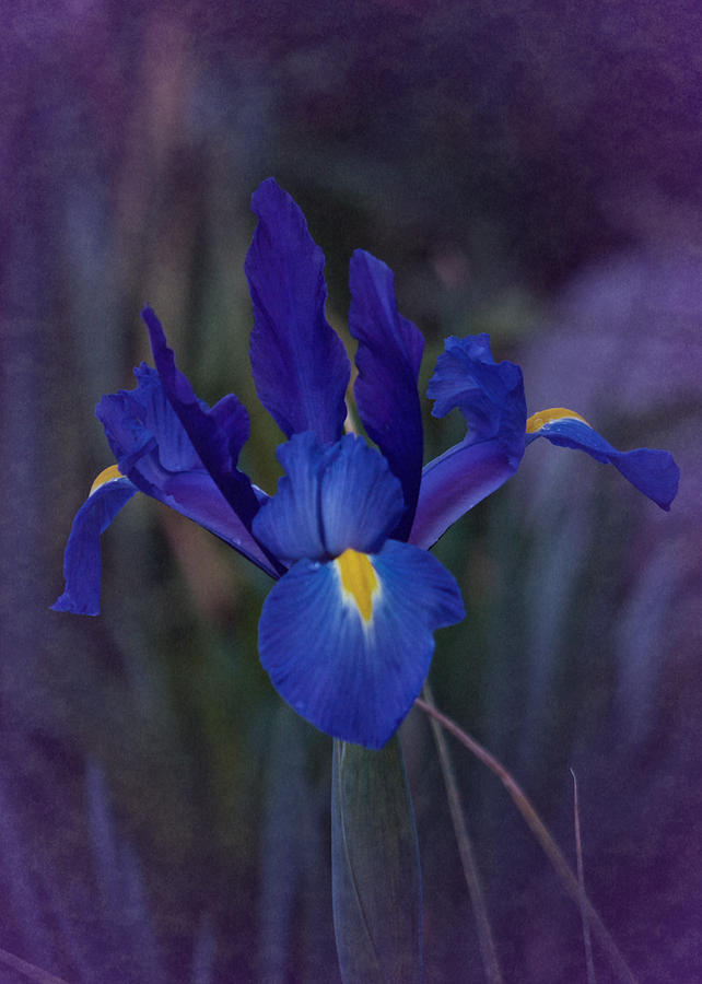 Vintage Blue Magic Iris Photograph by Richard Cummings
