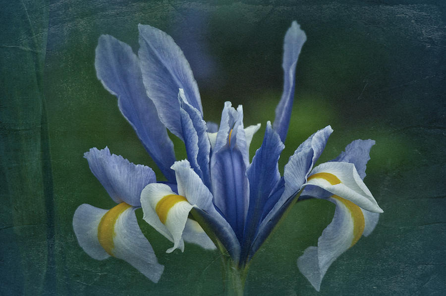 Vintage iris No. 3 Photograph by Richard Cummings