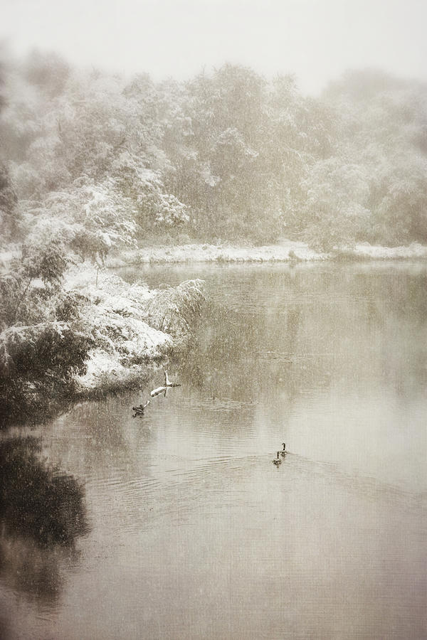 Geese Photograph - Vintage Lake of the Isles Geese by Hermes Fine Art