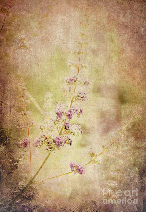 Vintage Lavender Photograph by Andrea Anderegg