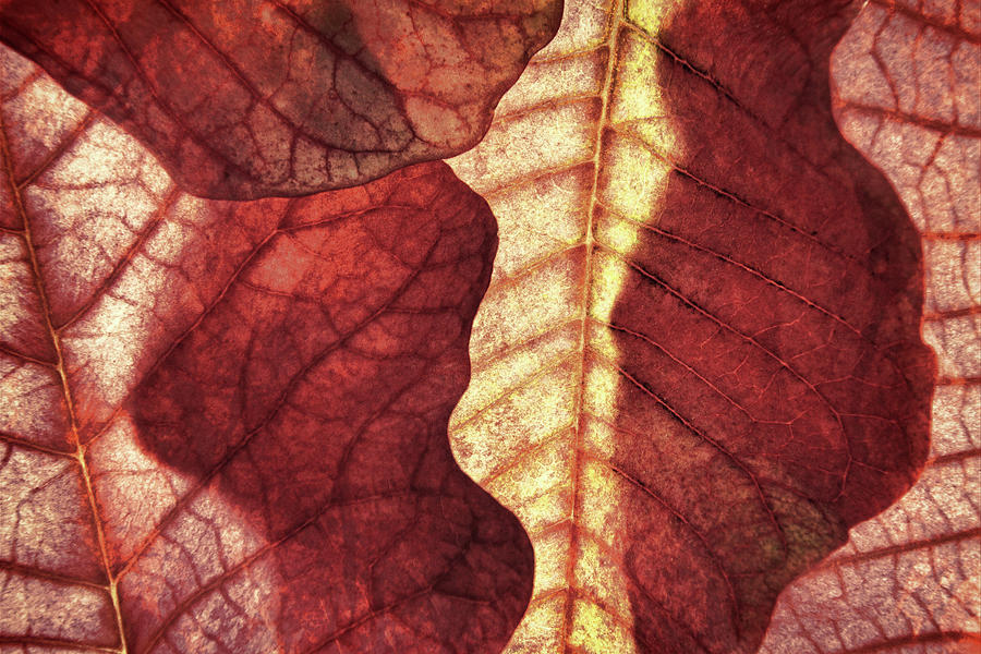 Vintage Leaf Patterns I Photograph by Leda Robertson