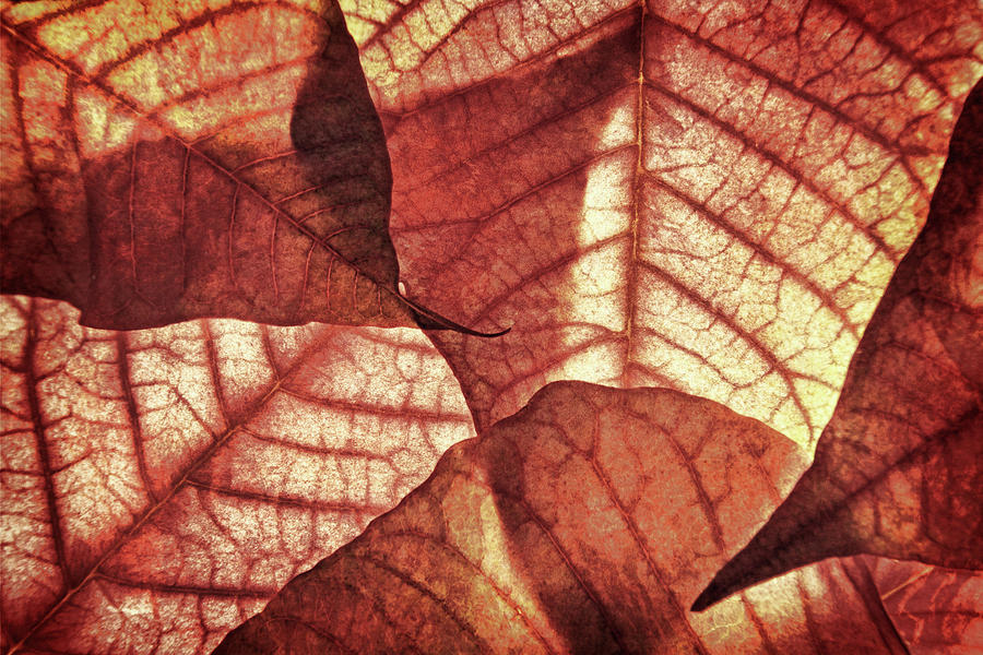 Vintage Leaf Patterns II Photograph by Leda Robertson