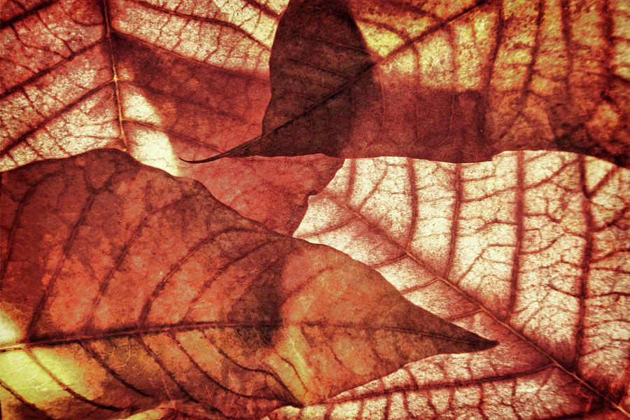 Vintage Leaf Patterns 3 Photograph by Leda Robertson