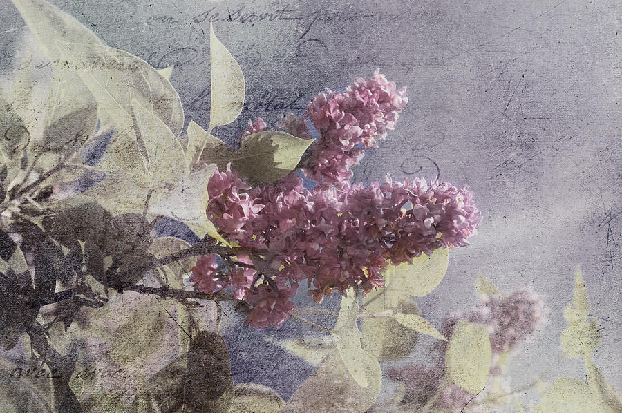 Vintage Lilac Tree Photograph by Joann Vitali