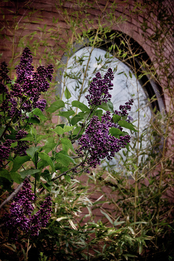 Vintage Lilac Tree on Brick Architecture Photograph by Joann Vitali