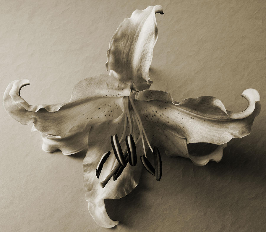 Vintage Lily Photograph by Terence Davis