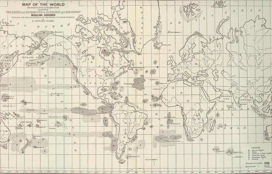 Vintage Map of The World Whaling Grounds - 1880 Drawing by Adam Shaw ...