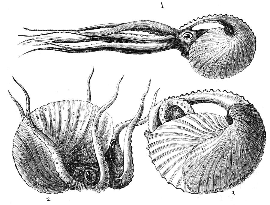 Vintage Natural History Mollusca Illustration Drawing by