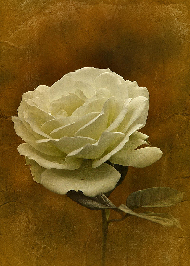 Vintage November White Rose Photograph by Richard Cummings