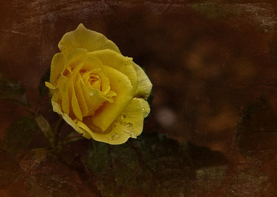 Vintage November Yellow Rose Photograph by Richard Cummings