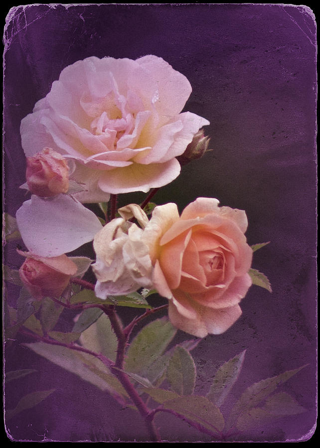 Vintage October Roses Photograph by Richard Cummings
