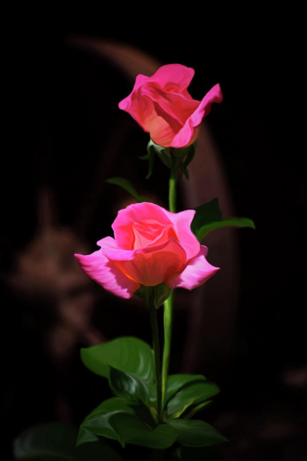 Vintage Peace Rose Photograph
