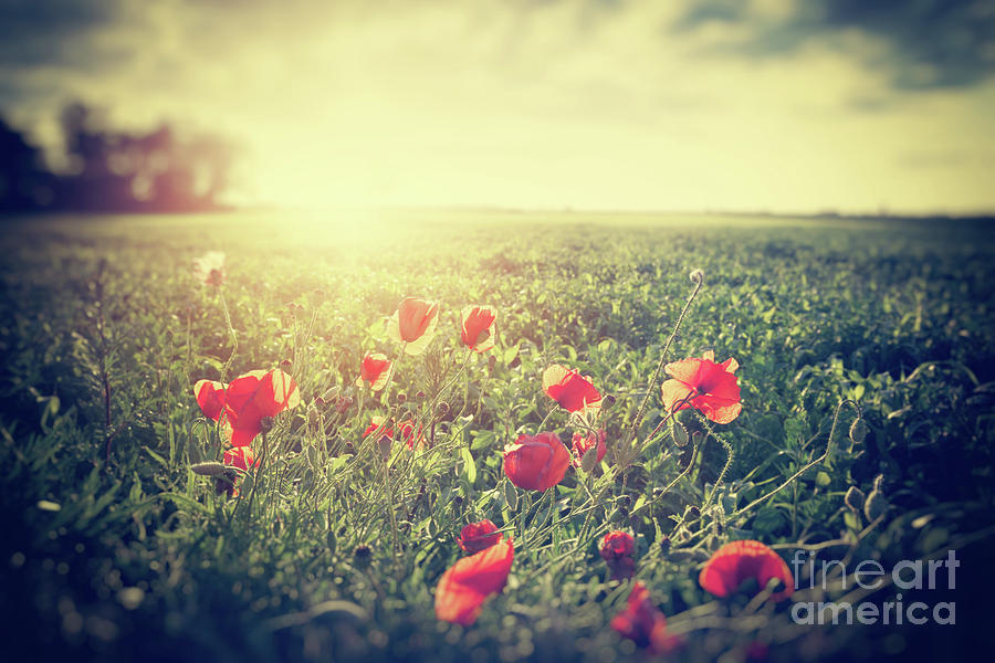 Vintage photograph of a poppy meadow. Rural landscape Photograph by Michal Bednarek
