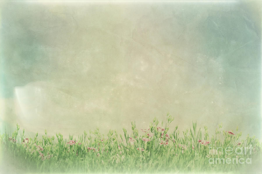 Vintage picture of summer meadow flowers in green grass. Photograph by Michal Bednarek
