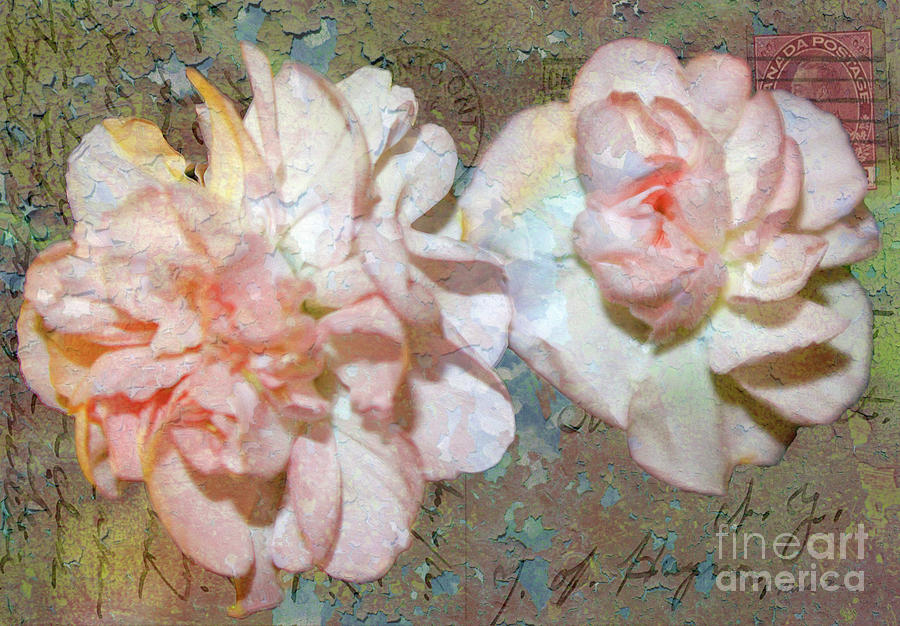 Vintage Pink Carnations on 1916 Postcard Photograph by Nina Silver