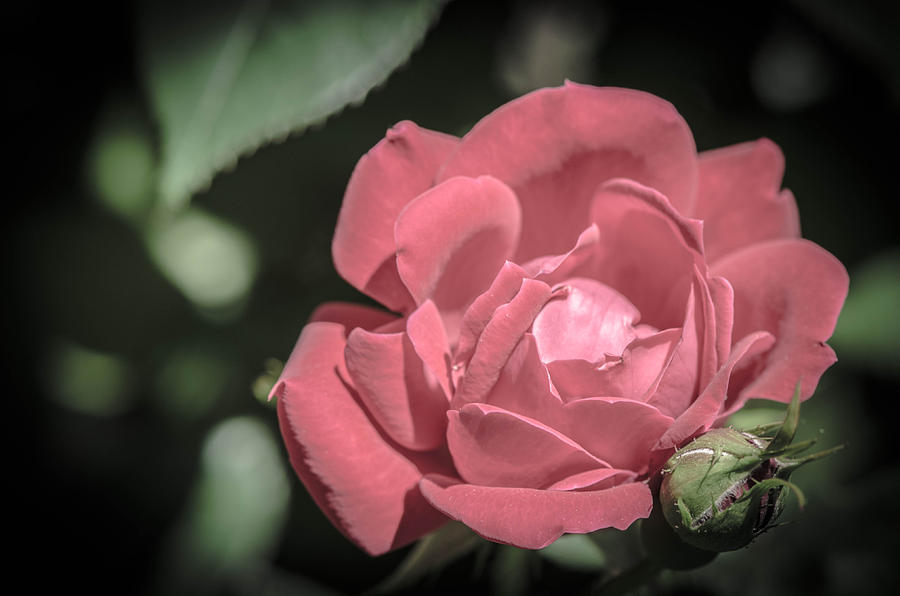 Vintage Pink Rose Photograph by Bruce Pritchett