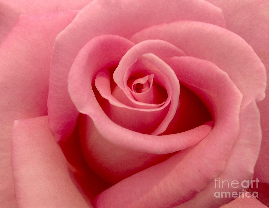 Vintage Pink Rose Photograph by Joan-Violet Stretch