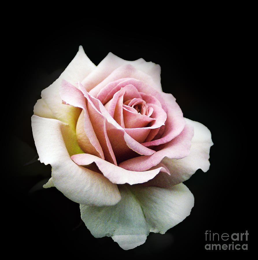 Vintage Pink Rose Photograph by Karen Lewis