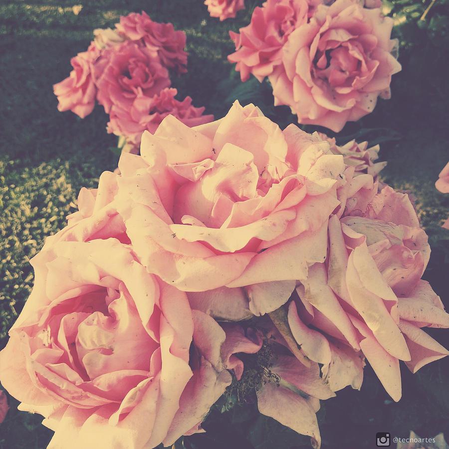 Rose Photograph - Vintage Pink Roses by Miguel Angel