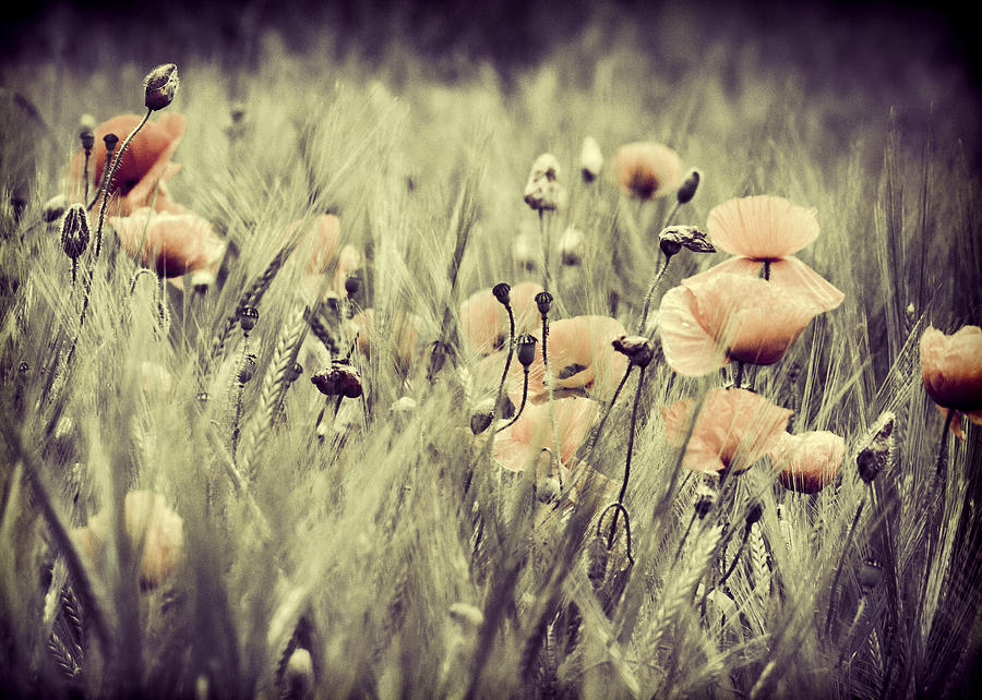 Vintage poppies Photograph by Chris Smith