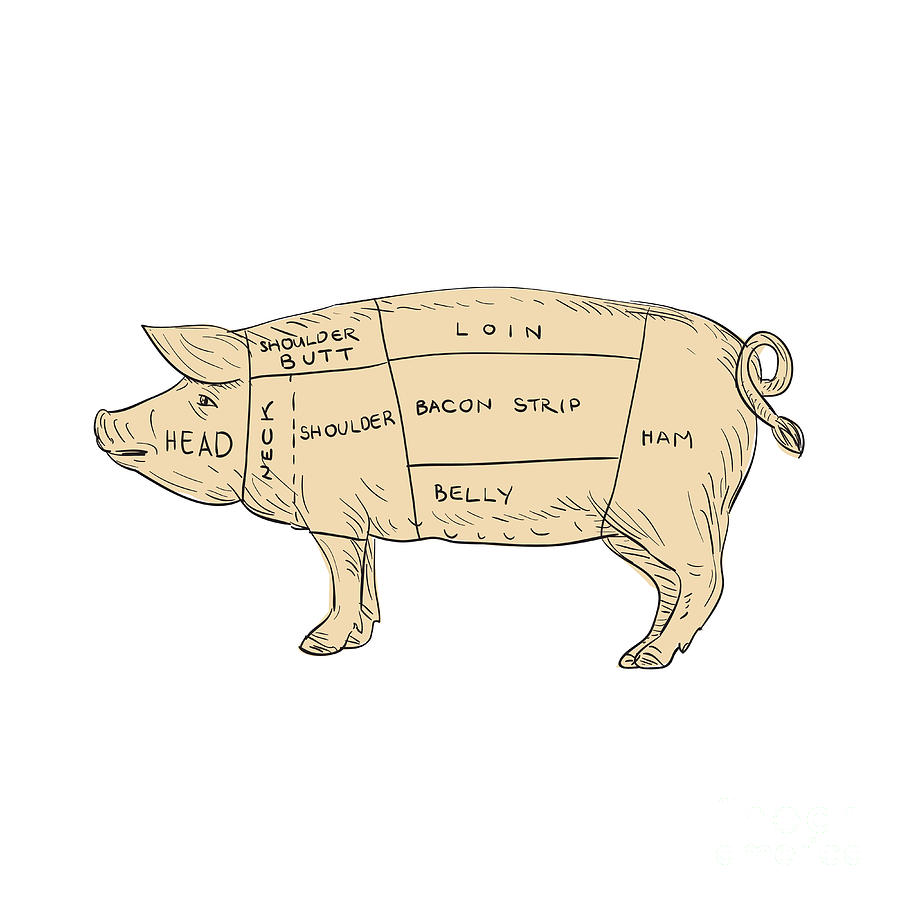 Vintage Pork Meat Cut Map Drawing Digital Art by Aloysius Patrimonio