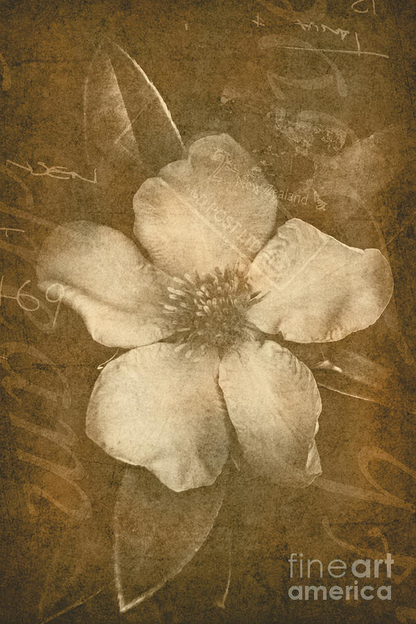 Vintage postcard flower Photograph by Jorgo Photography
